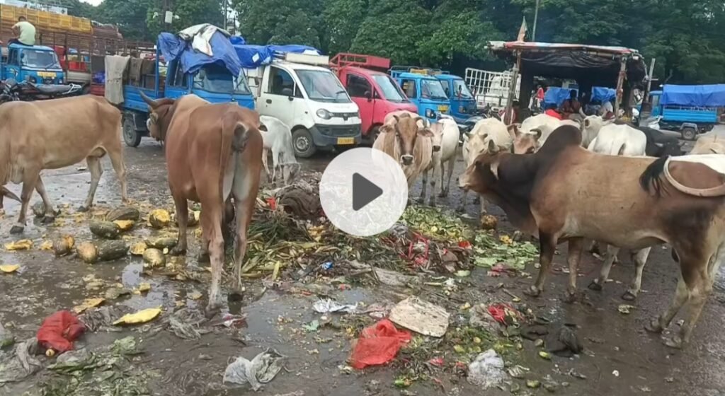 रिश्वत के मुंह काला, गंदगी से सराबोर है सब्जी बाजार जन भावना के साथ है नारद मुनि के समाचार
