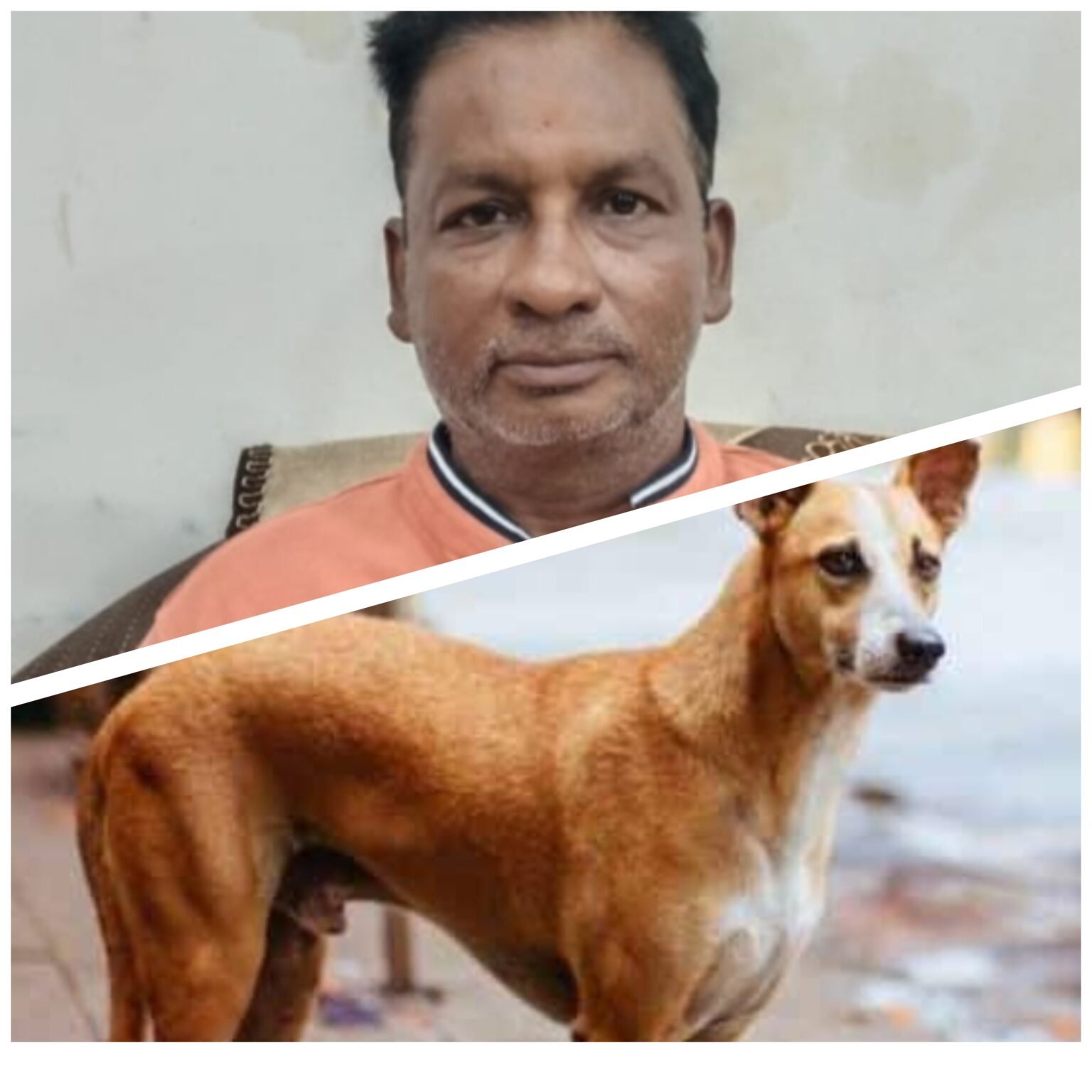 कोरबा का रहस्यमयी कुत्ता… न निगम पकड़ पाया, न मोहल्ला, खुद ही हो गया गायब!”