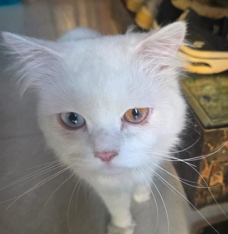 ЁЯР▒ рдЕрдЬрдм-рдЧрдЬрдм: рдЬрд┐рд▓рд╛ рдкрдВрдЪрд╛рдпрдд рд╕рджрд╕реНрдп рд░рдЬреНрдЬрд╛рдХ рдЕрд▓реА рдХреА тАШрд╡реАрдЖрдИрдкреАтАЩ рдмрд┐рд▓реНрд▓реА рд▓рд╛рдкрддрд╛, 20 рд╣рдЬрд╛рд░ рдЗрдирд╛рдо рдШреЛрд╖рд┐рдд!