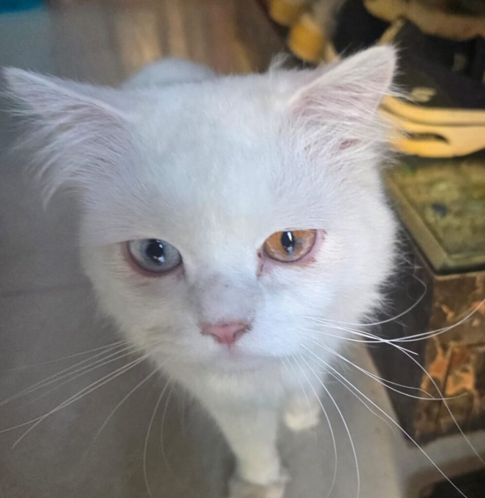 🐱 अजब-गजब: जिला पंचायत सदस्य रज्जाक अली की ‘वीआईपी’ बिल्ली लापता, 20 हजार इनाम घोषित!